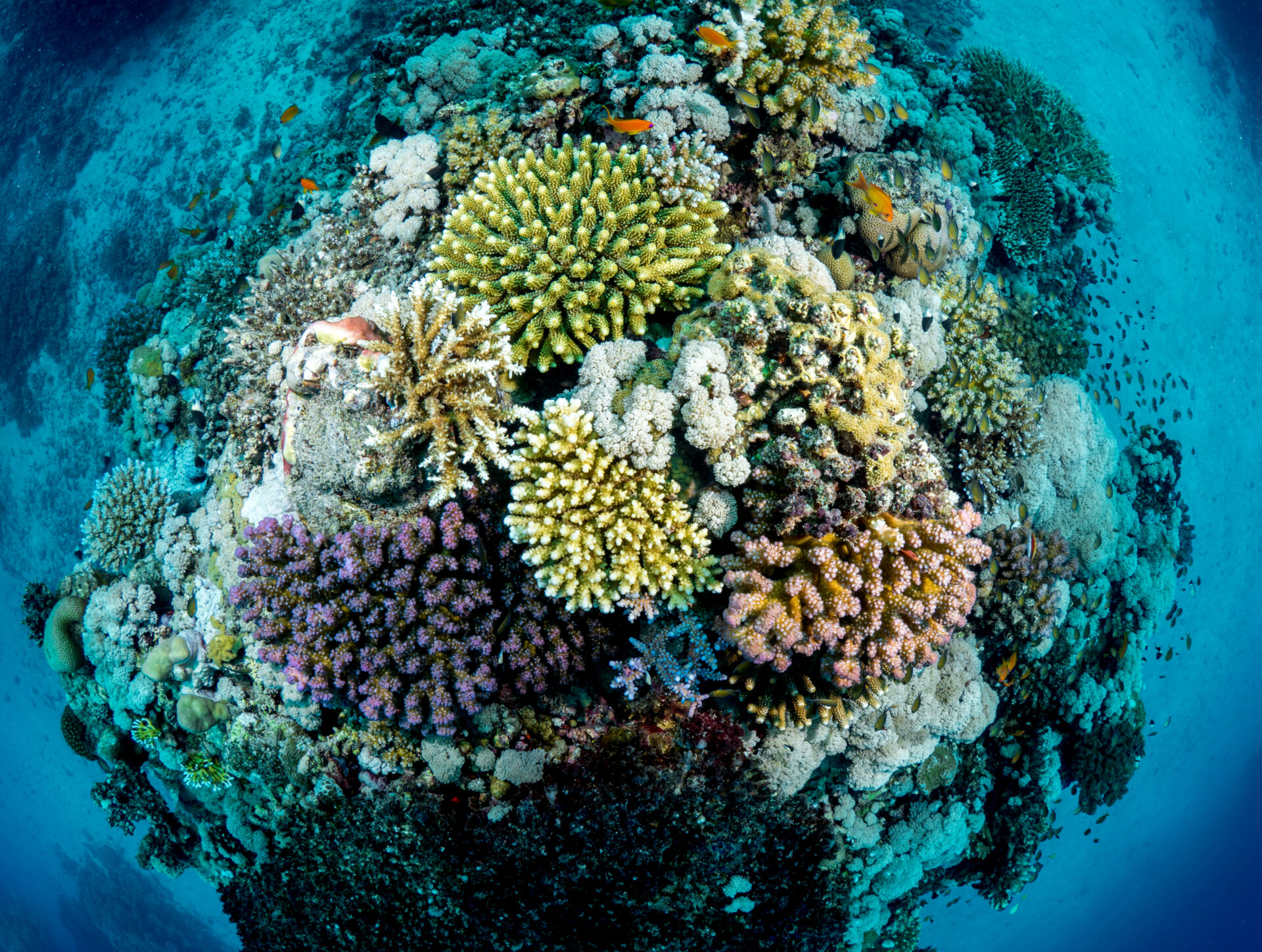Measuring spatial differences in reef-building corals to guide future management - KAUST Discovery