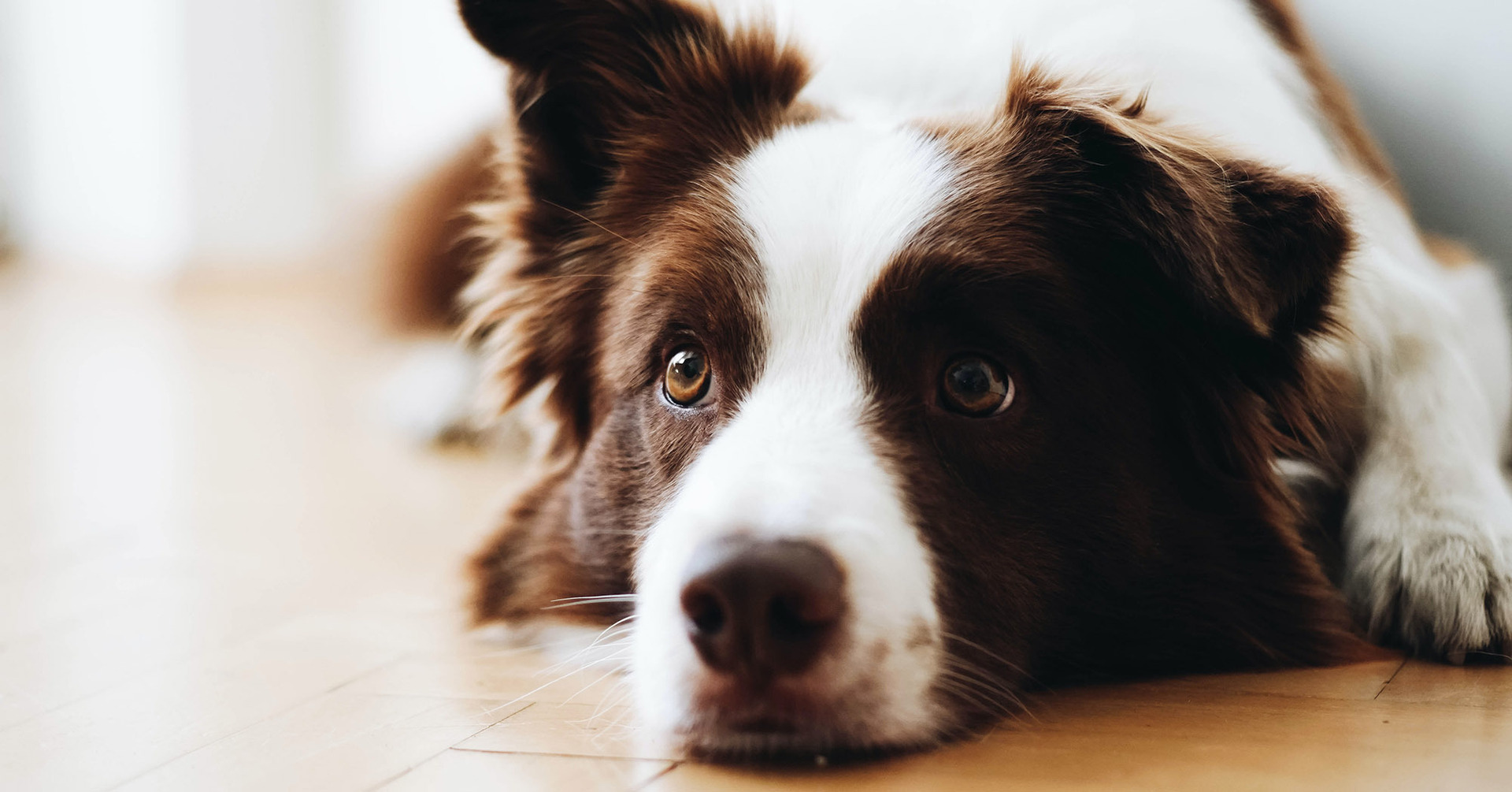 Remembering Our Beloved Dogs - Lifestyle