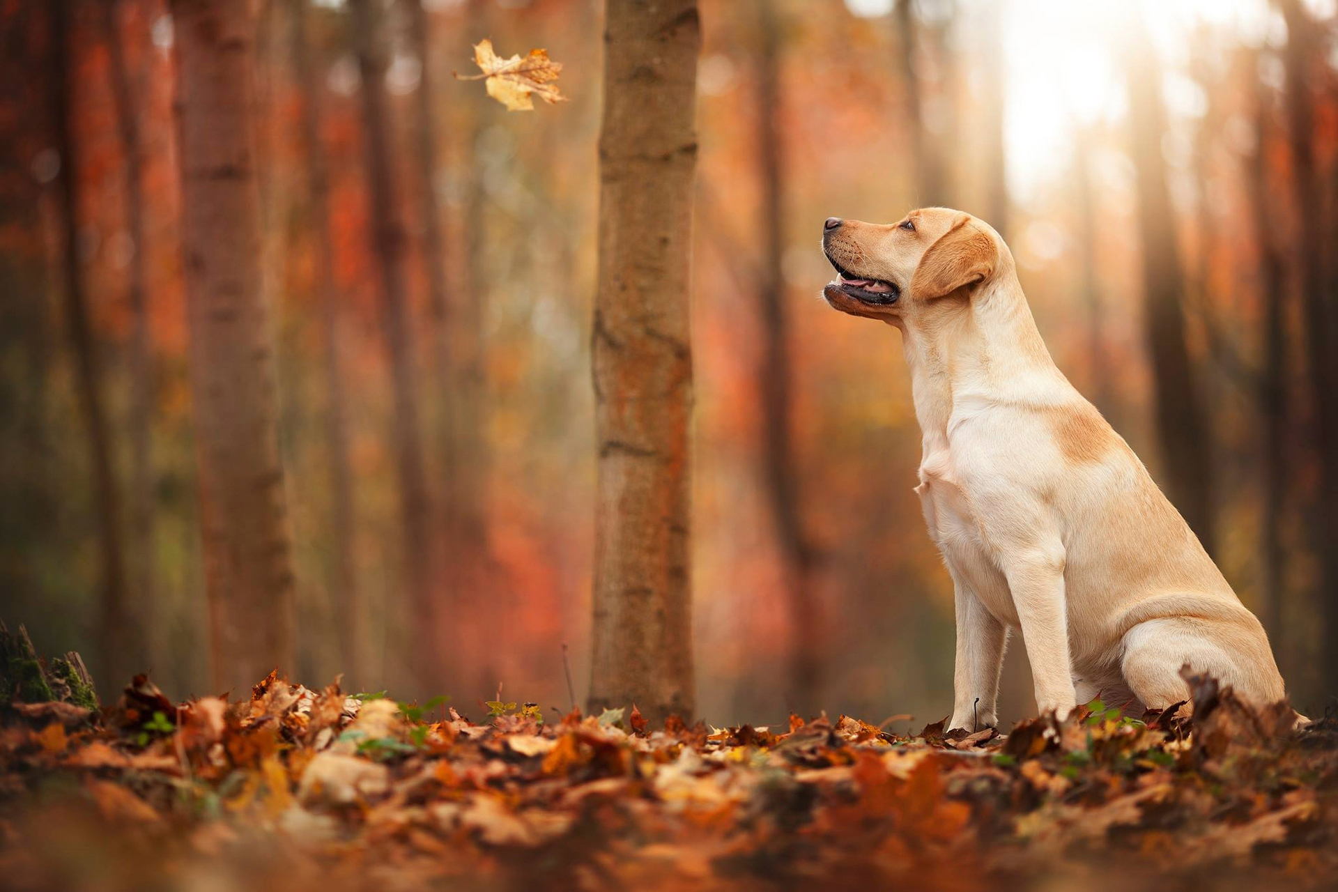 Autumn is here and so are some difficulties for dog owners - Useful