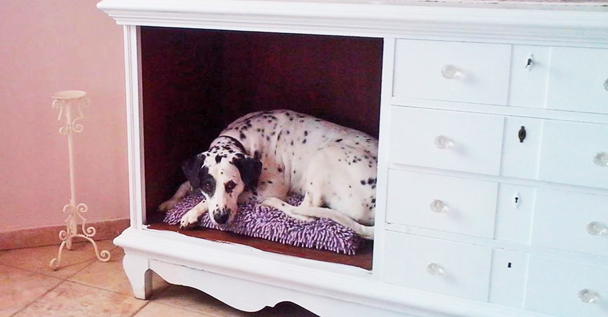 Luxurious surroundings for dogs? Yes! - Recommend