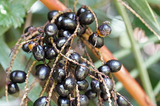 Can saw palmetto treat an enlarged prostate? - Harvard Health
