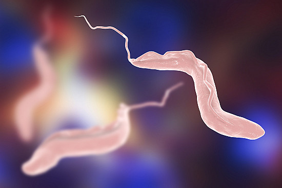 Charles Darwin, Chagas’ disease, and the killer kissing bugs of California - Harvard Health