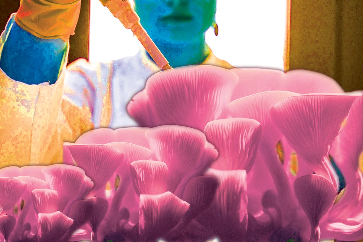 We Lab Tested a Bunch of Shroom Products, Here Are the Results