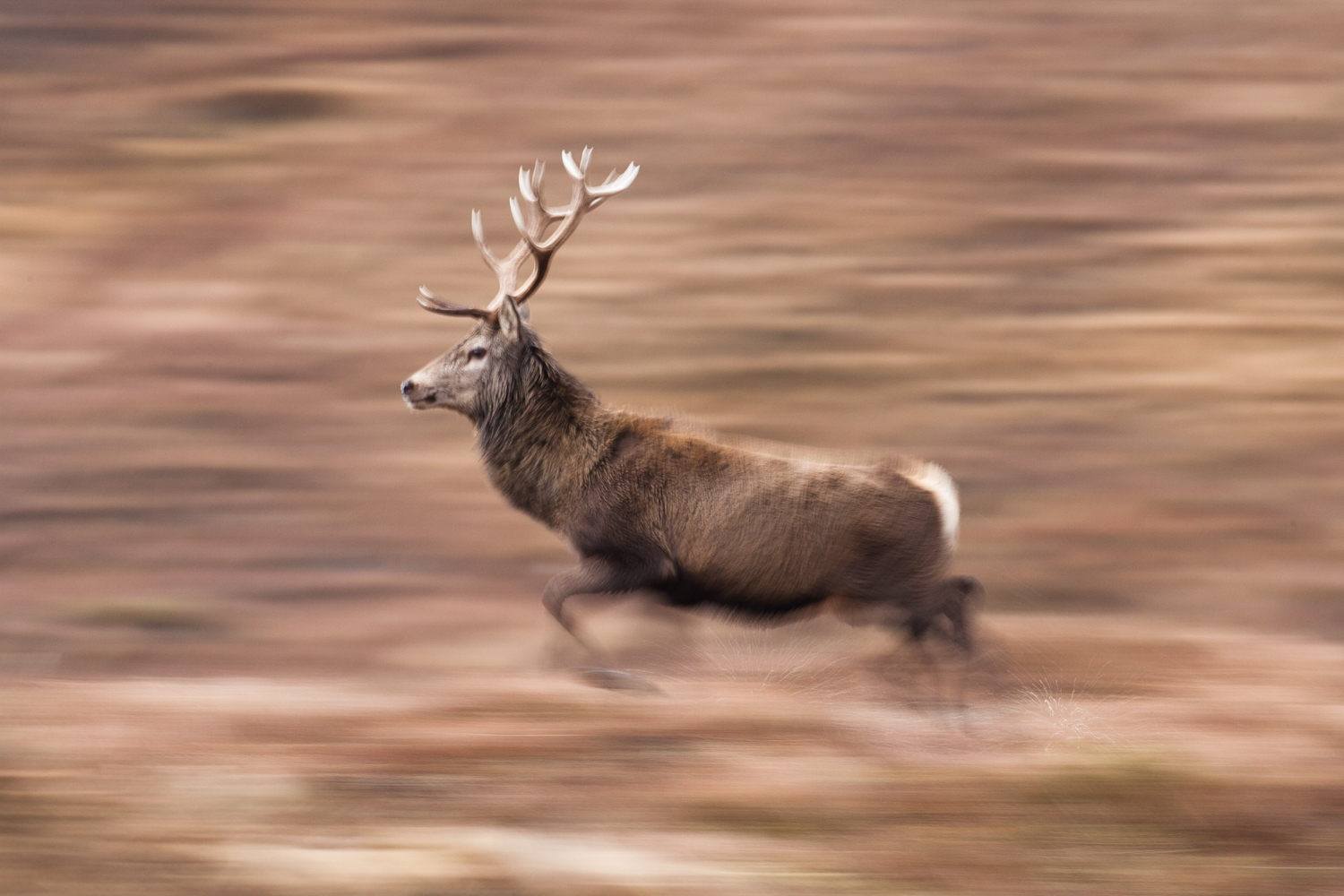 Consternation, Conversation, Conservation — duckrabbit