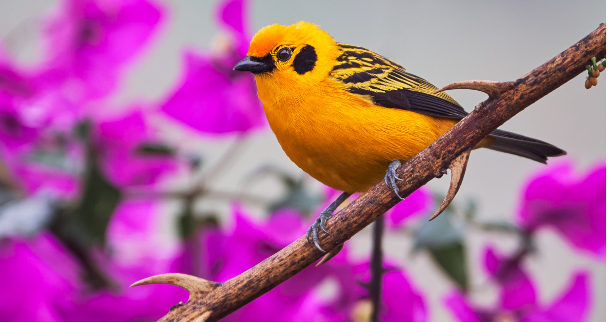 The Science on Wildlife and Wireless Radiation - Environmental Health Sciences
