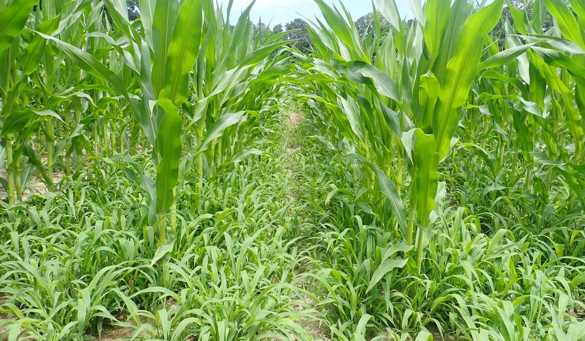 Potential Short-Term Economic Impact of Losing Glyphosate in North Carolina - Cotton