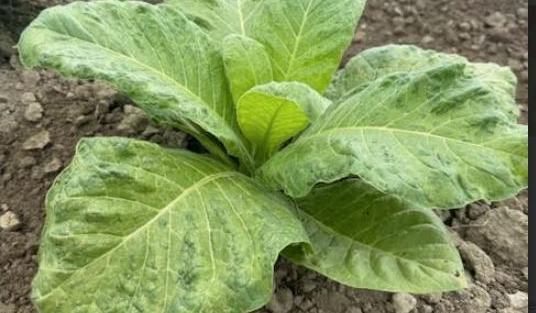 Managing Tobacco Mosaic Virus (TMV) in Tobacco - Tobacco Growers Information
