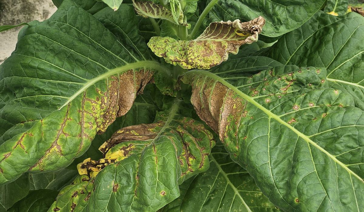 Thrips Flight and TSWV Risk Assessment Report – March 11, 2026 - Tobacco Growers Information