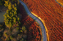 China sees 78.1 billion trees planted in 40 years - People's Daily Online