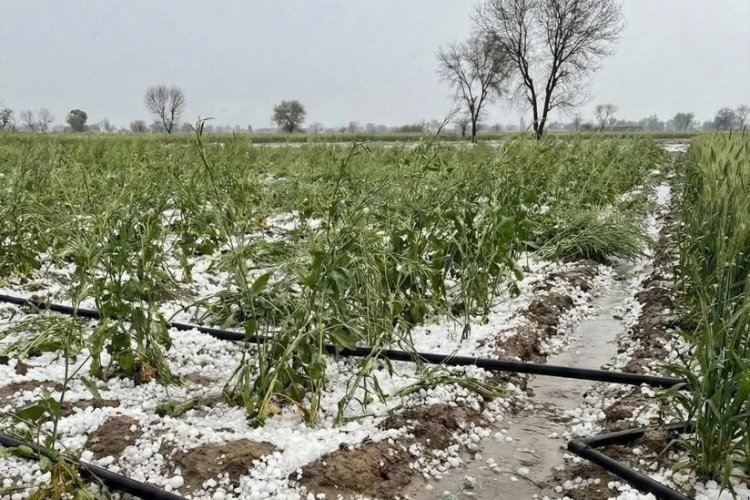 Western Disturbance Brings Rain, Snowfall and Hailstorms to North India, Cold Wave Likely in Plains - Farmer News: Government Schemes for Farmers, Successful Farmer Stories