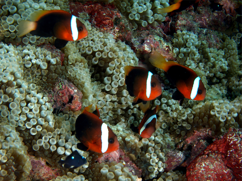Damselfish in Distress? - Eos