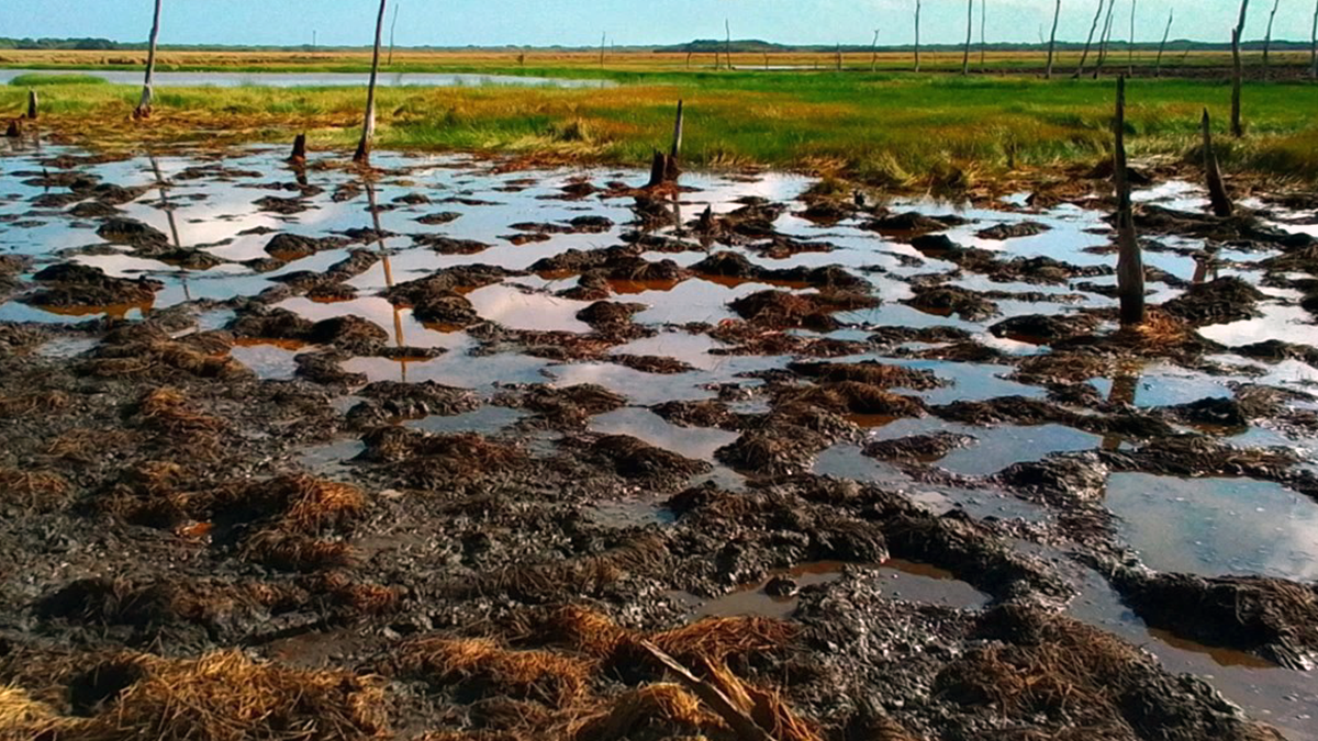 Where the Pigs and Buffalo Roam, the Wetlands They do Bemoan - Eos