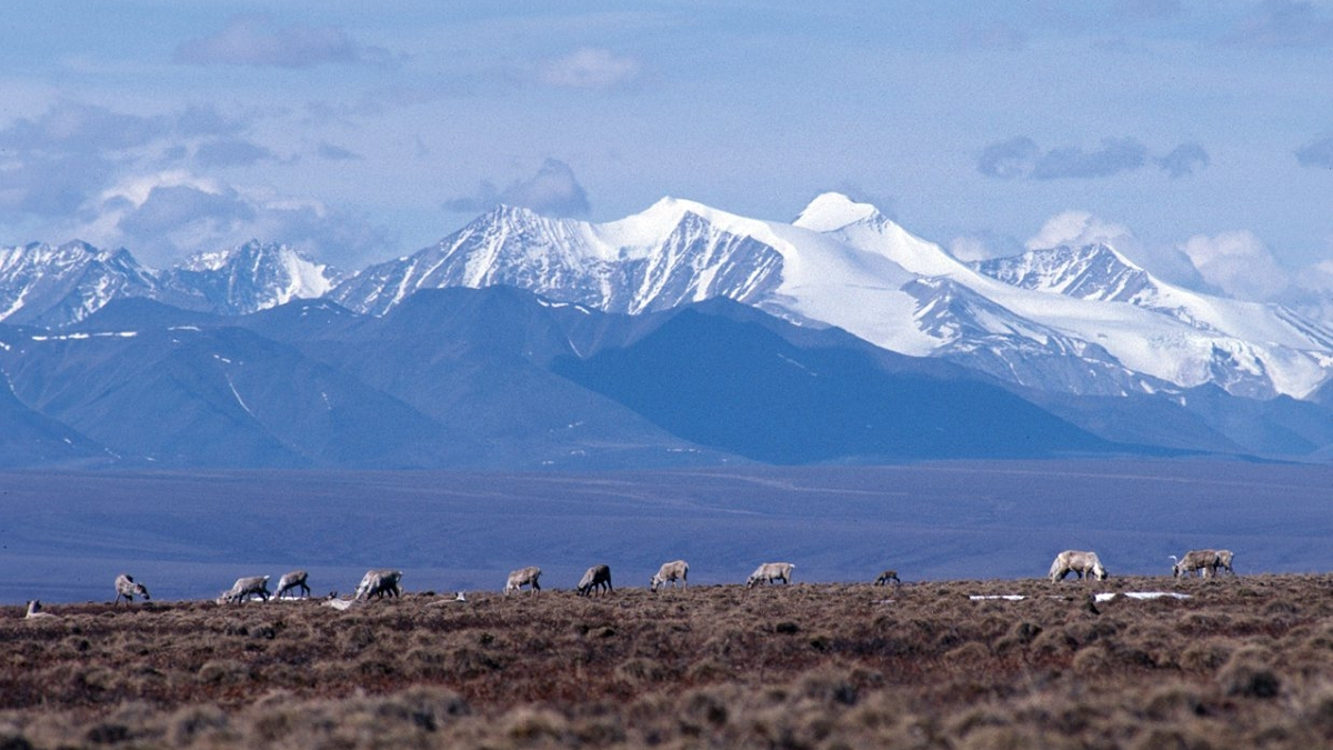 1.5 Million Acres of Alaskan Wildlife Refuge to Open for Drilling - Eos
