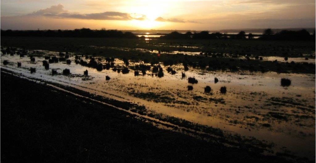 Wetlands4Climate - Wetlands International Europe