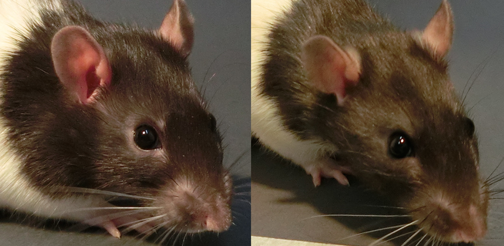 A Happy Lab Rat? Check the Ears! - EveryONE