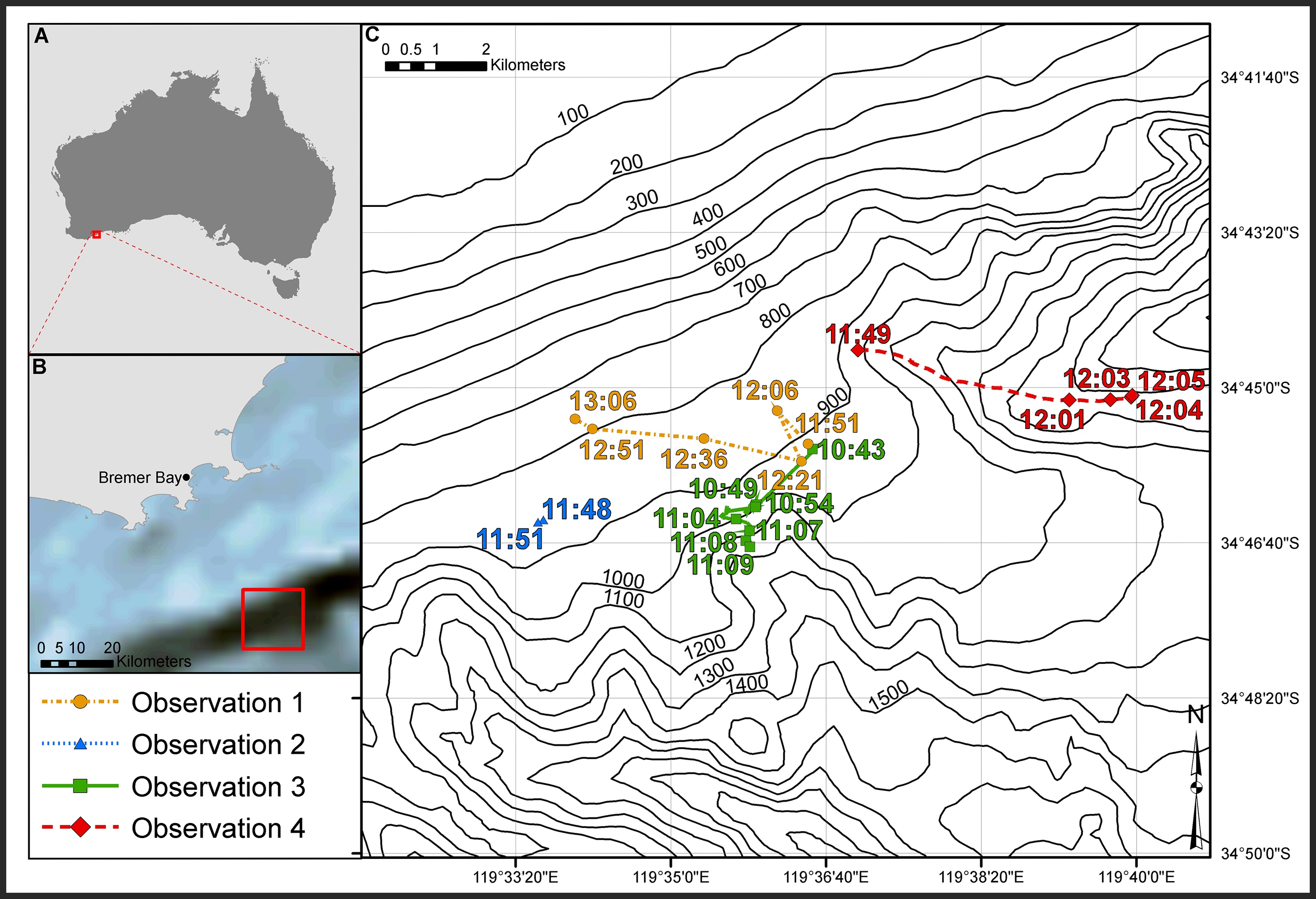 Wolves of the Sea: Killer Whales and the First Observed Predation on Beaked Whales in the Southern Hemisphere - EveryONE