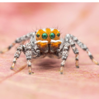 Maratus nemo: A new wetland species of peacock spider from South Australia (Araneae, Salticidae, Euophryini)