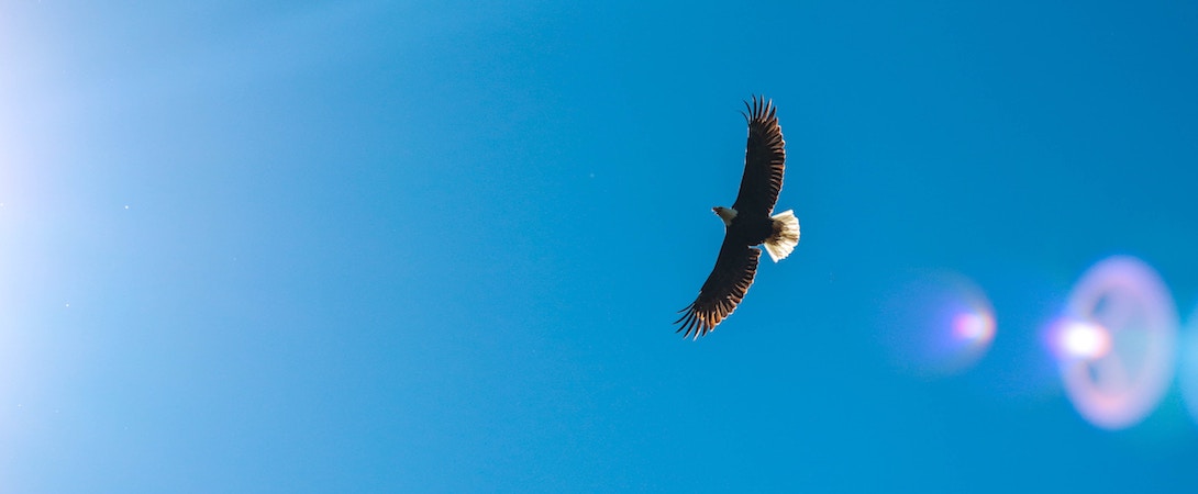 Advocates, Allies, Adversaries: 12 Years Of Faunalytics’ Animal Tracker - Faunalytics