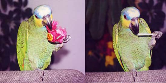 Coco The Parrot Loves Chupa Chups Lollipops - Faze Teen