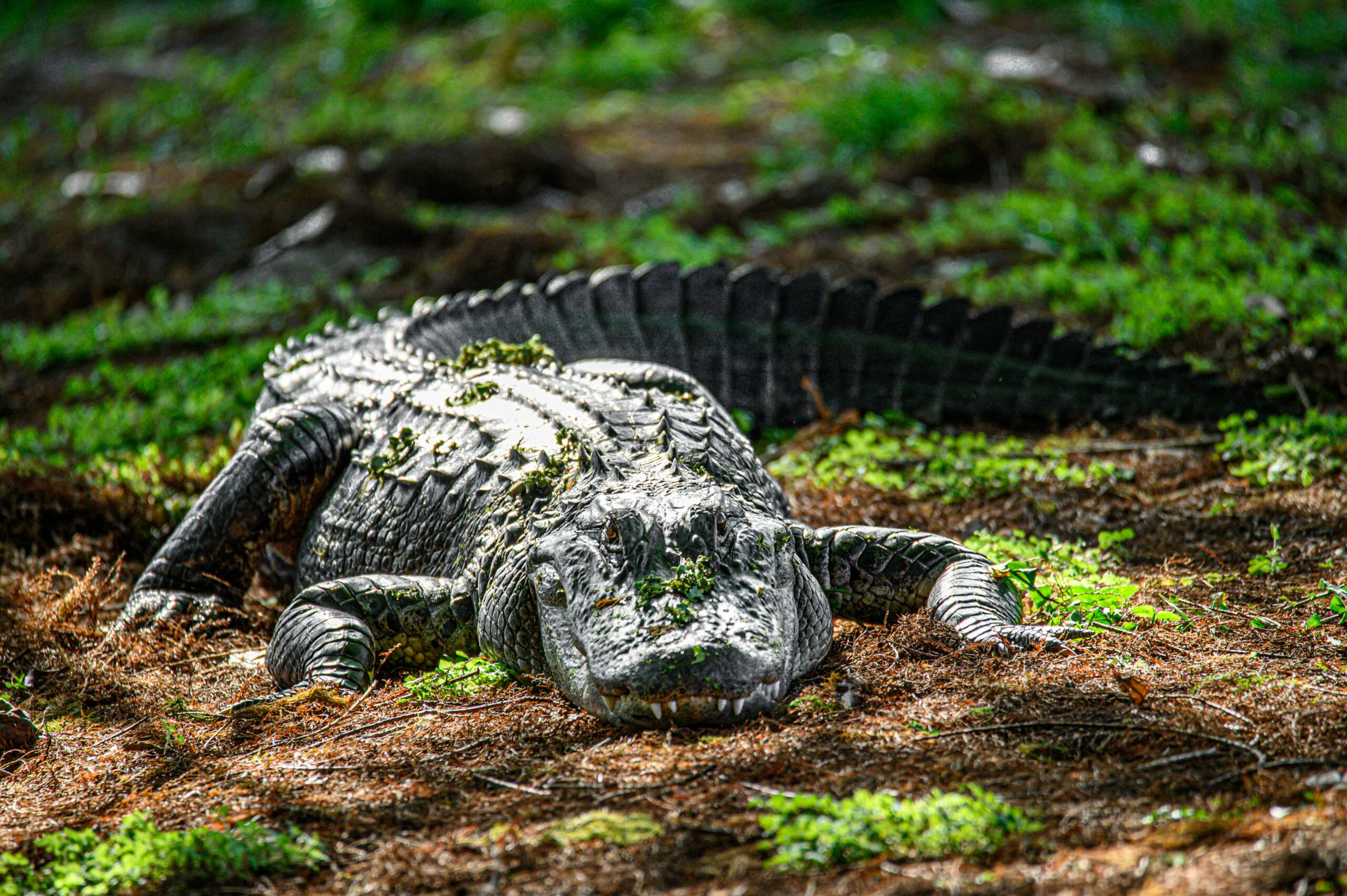 Alligator Alcatraz Raises Legal and Environmental Concerns - Feminist Majority Foundation