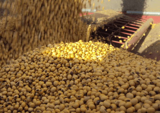 New Uses for Soy Hulls - Field Advisor