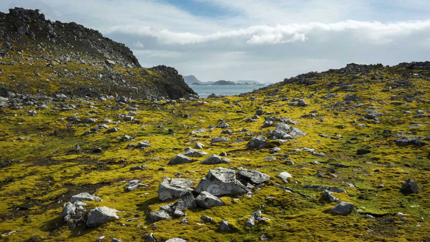 Antártica está ficando cada vez mais verde, e rápido – Meio Bit