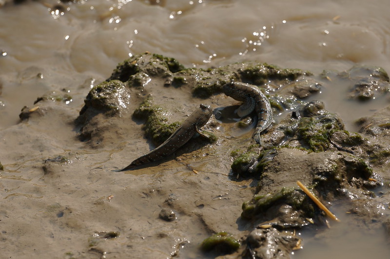 Defining a Fish: The Confoundingly Challenging Task of Fish Taxonomy - FISHBIO | Fisheries Consultants