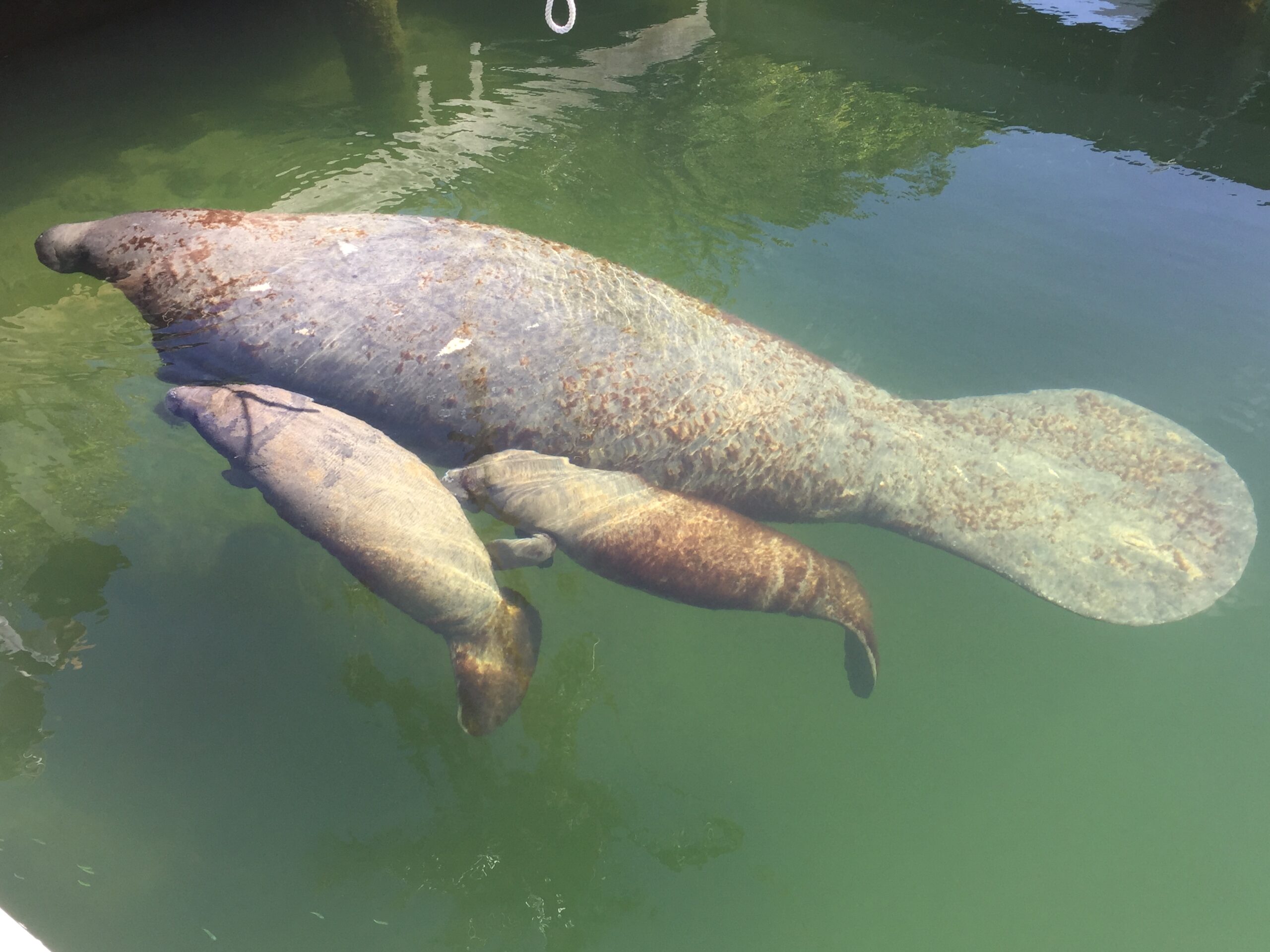 Inside the effort to save Florida’s dying manatees