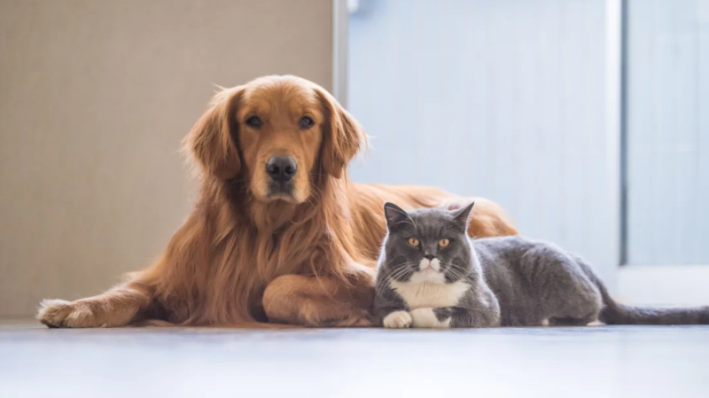 Lawmakers propose tough penalties for adults who involve minors in animal cruelty