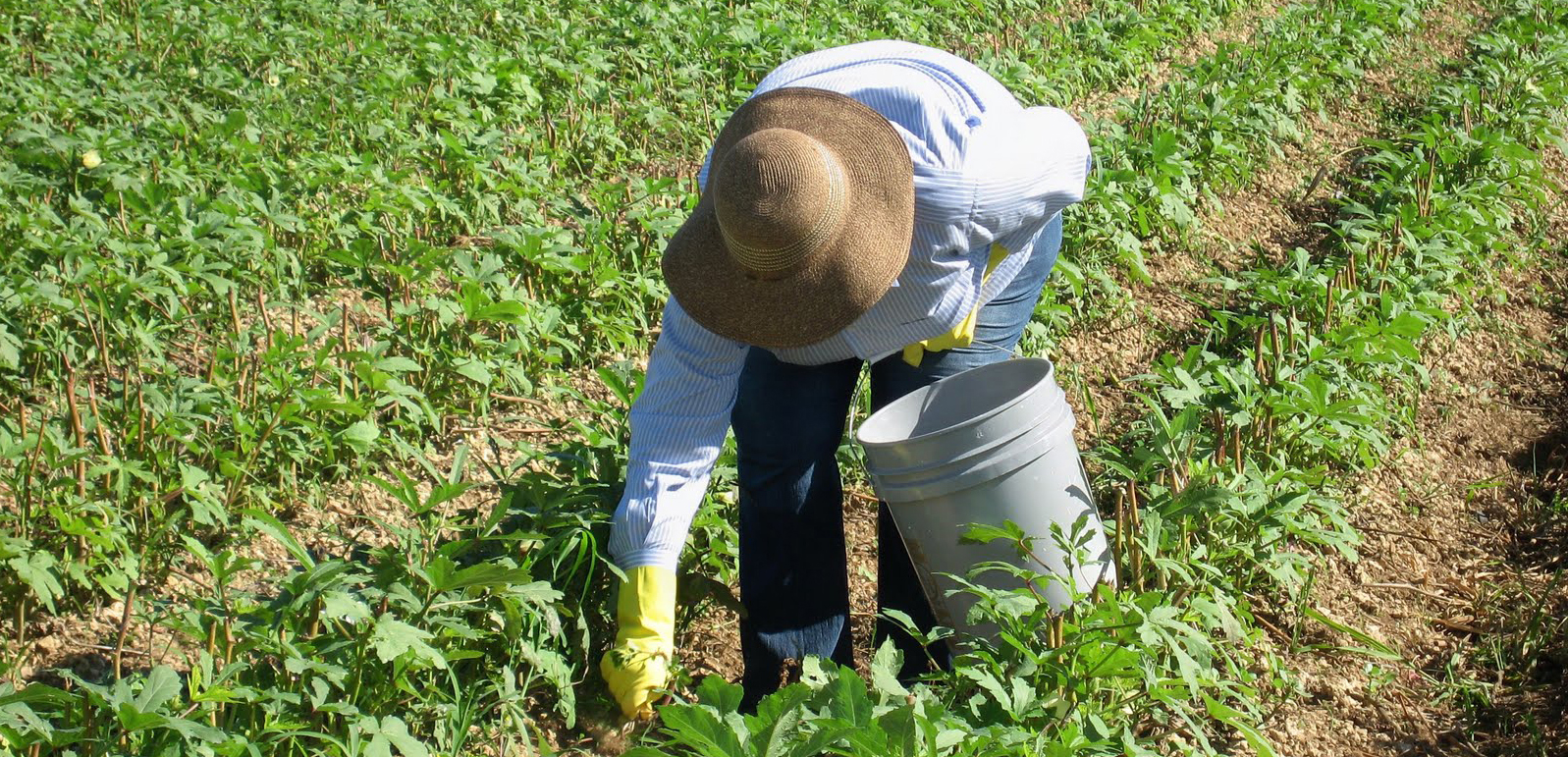 FCWA AND OUR FARMWORKER MEMBERS CONTINUE TO OPPOSE THE FARM WORKFORCE MODERNIZATION ACT - Food Chain Workers Alliance