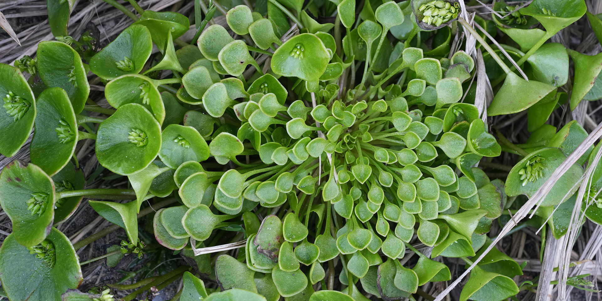 Six unusual greens to try - FoodPrint