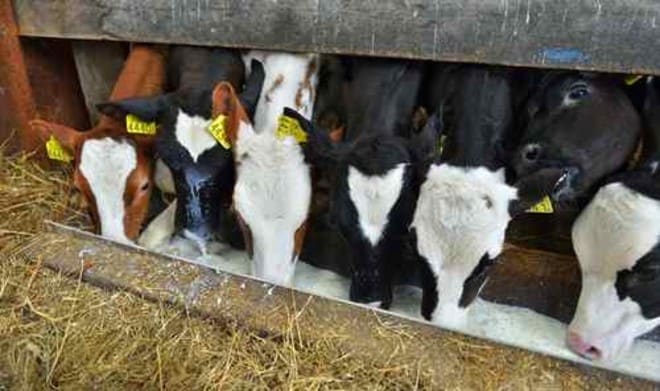 Meat’s large water footprint: why raising livestock and poultry for meat is so resource-intensive – Food Tank