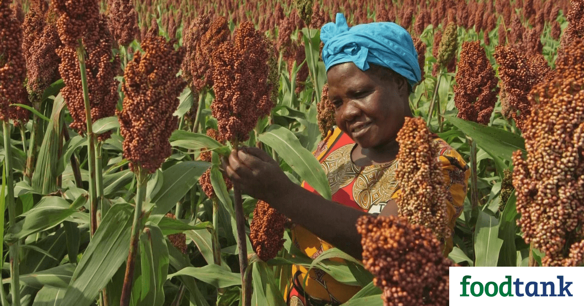 Millets and Sorghum: Forgotten Foods for the Future – Food Tank