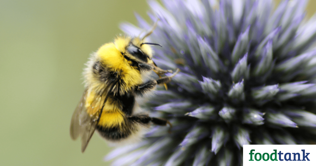 World Bee Day 2018: Protecting the Pollinators – Food Tank