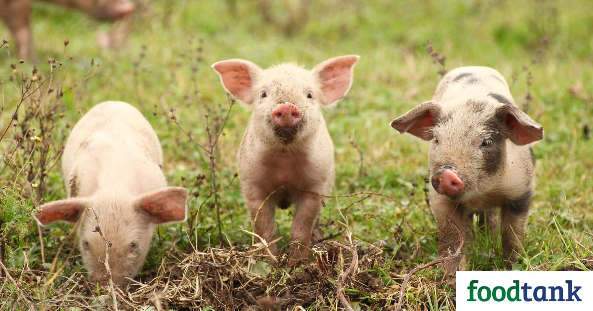 PRIME Act Passage Would Help Small Meat Producers Compete, Advocates Say – Food Tank