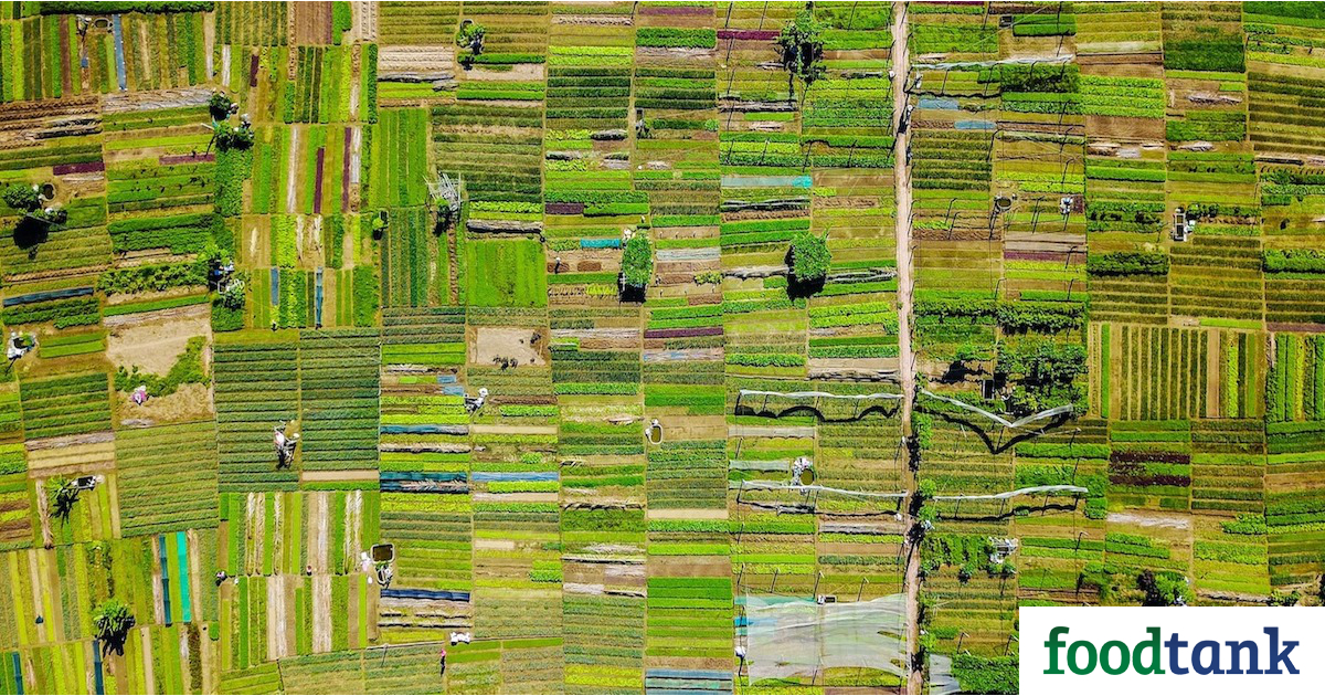 Op-Ed: The 2021 Food Systems Summit Has Started on the Wrong Foot – But it Could Still Be Transformational – Food Tank