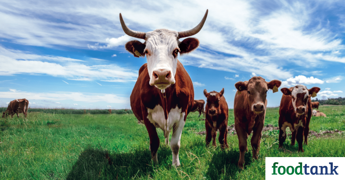 28 Innovative Livestock Farmers Who are Shaping the Future of Protein – Food Tank