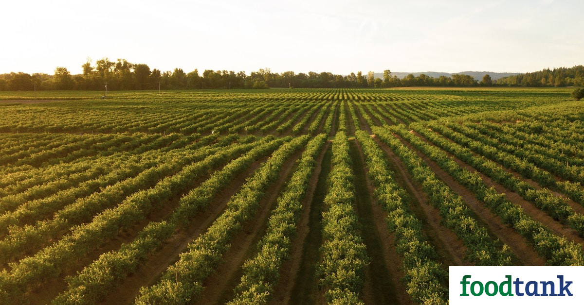 Black Farmer Fund is Building Resilient Black Food Economies – Food Tank