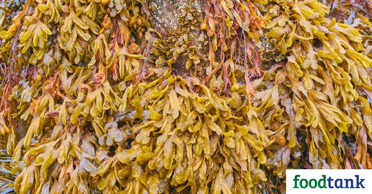 India’s Blue Revolution Targets Investments in Seaweed – Food Tank