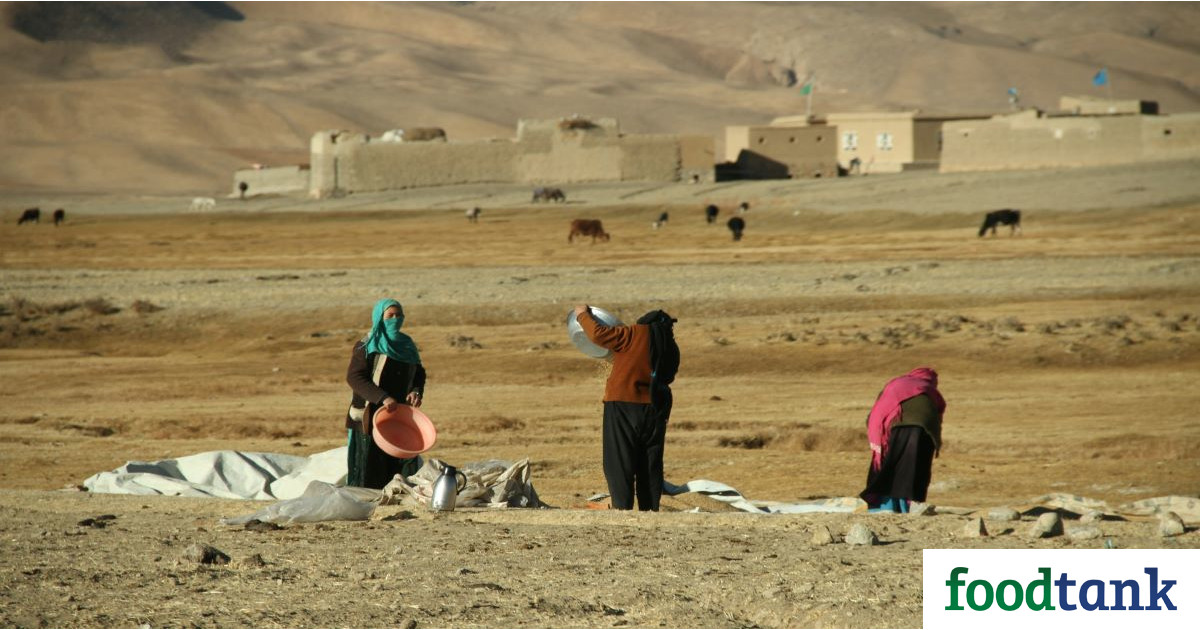 Livestock Farmers in Afghanistan Face Crisis – Food Tank