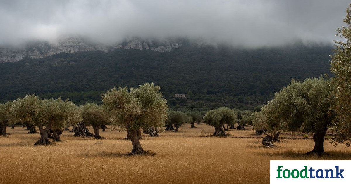 Project Boosts Biodiversity and Profits in Spanish Olive Groves – Food Tank