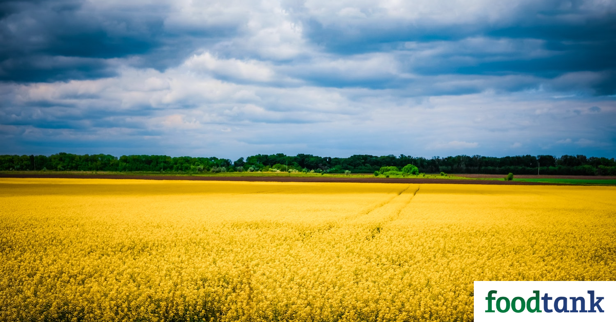Sowing in the Context of Hostilities in Ukraine as a Challenge to Global Food Security – Food Tank