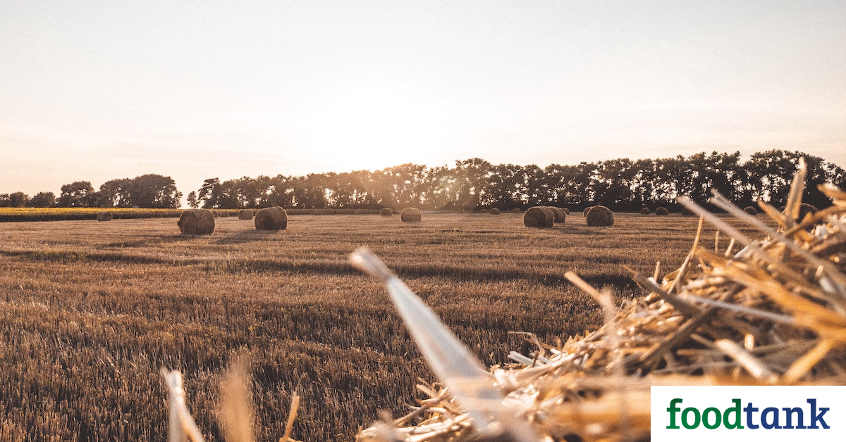 Global Food Security During the War in Ukraine: Rising Prices and the Danger of Famine In Africa and Asia – Food Tank