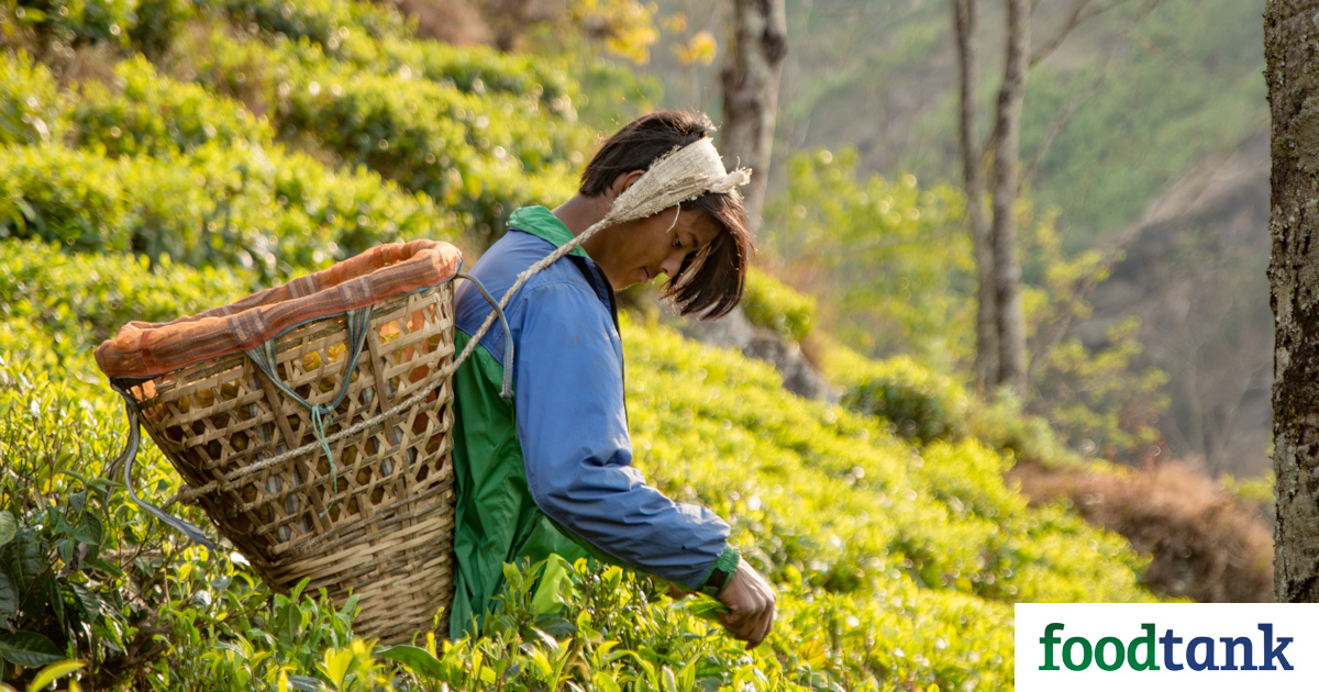 Tea As A Catalyst For Social Change – Food Tank