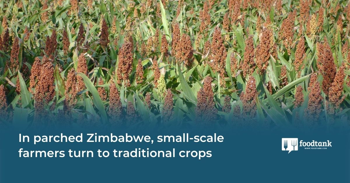 In Parched Zimbabwe, Small-Scale Farmers Turn to Traditional Crops – Food Tank