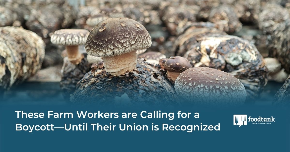 These Farm Workers Are Calling for a Boycott—Until Their Union Is Recognized – Food Tank