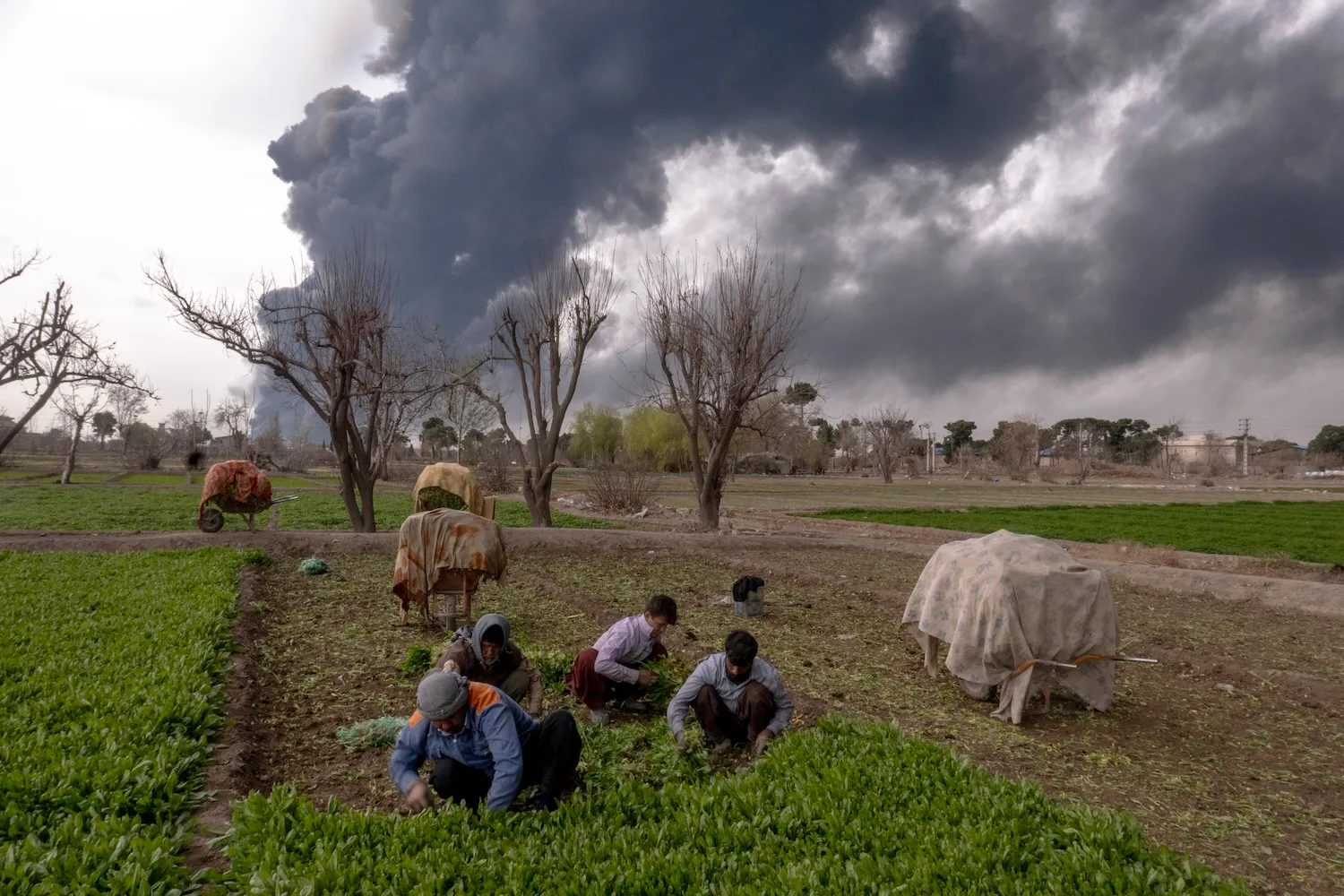 Iran War: Strait of Hormuz Closure Could Create Global Food Crisis