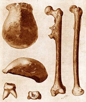 How to Find the Missing Link (According to Dubois) | Fossil History