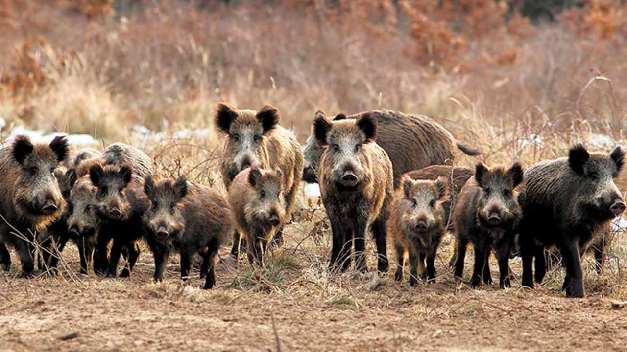 Sur de Buenos Aires: los jabalíes se volvieron plaga y están fuera de control | Weekend
