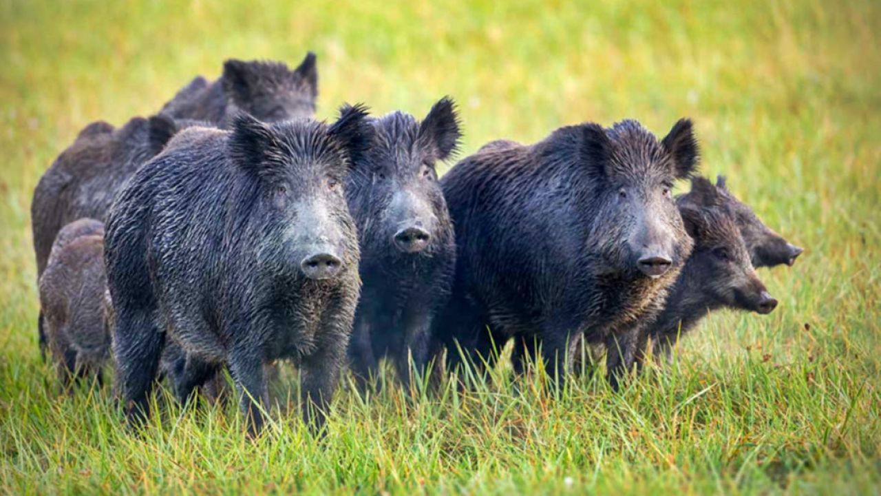 Jabalíes invaden el norte de la provincia de Buenos Aires | Weekend